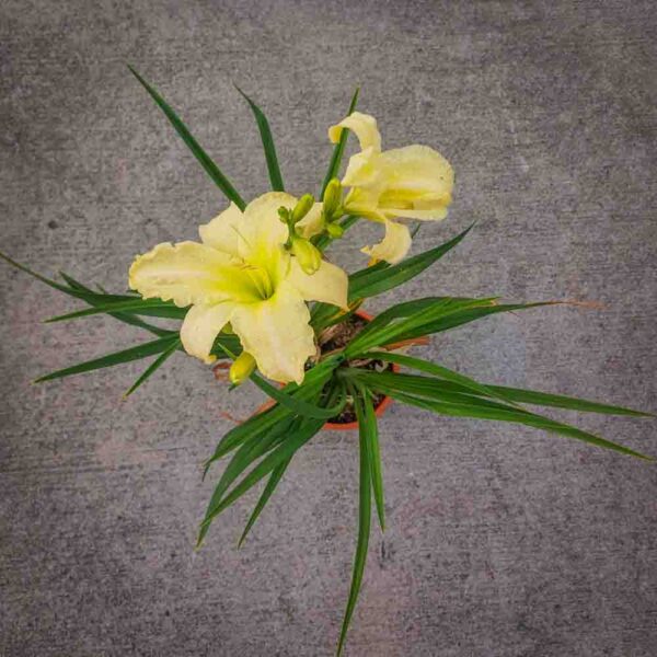 HEMEROCALLIS (2)