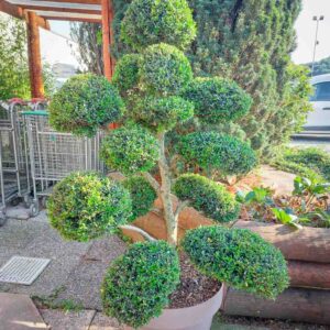 ILEX CRENATA BONSAI (1)