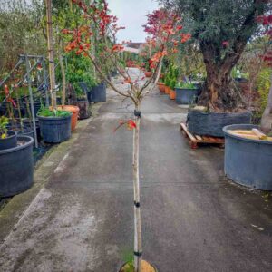 LAGESTROEMIA INDICA COCCINEA (1)
