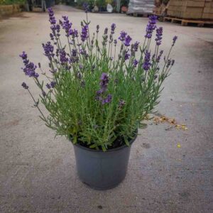 LAVANDA NANA (1)