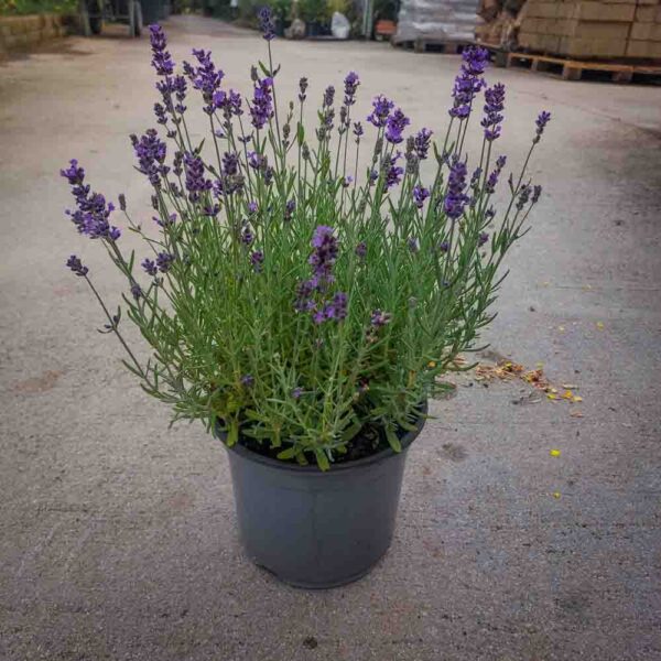 LAVANDA NANA (1)