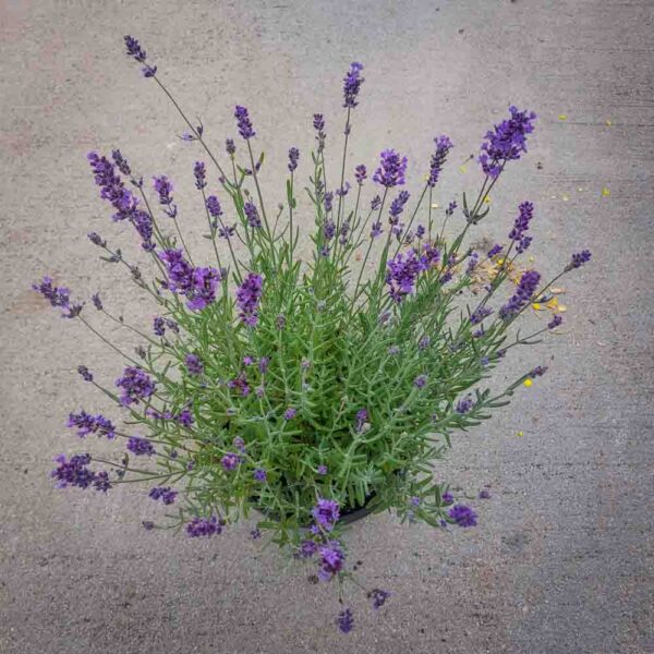 LAVANDA NANA (2)