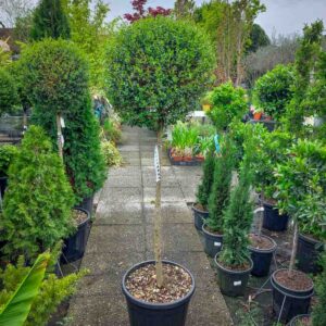 LIGUSTRUM JONANDRUM (1)