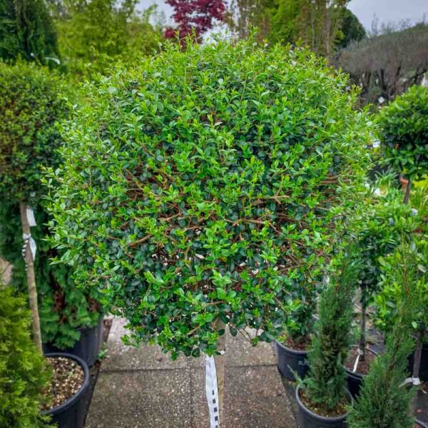 LIGUSTRUM JONANDRUM (2)
