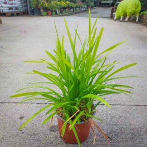 LIRIOPE (1)