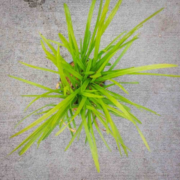 LIRIOPE (2)