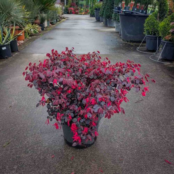 LOROPETALUM CHINENSE BLACK PEARL (1)