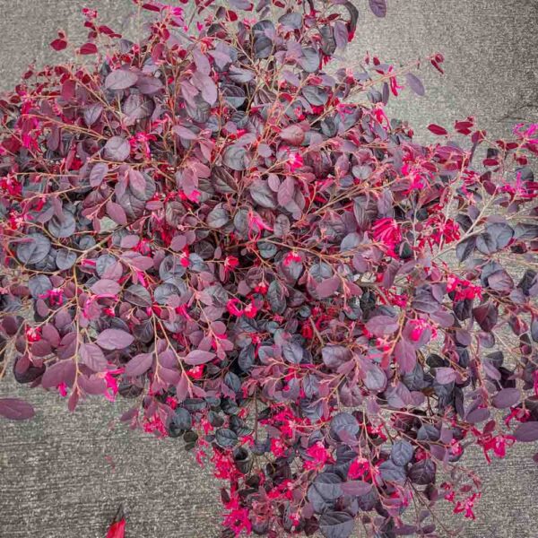 LOROPETALUM CHINENSE BLACK PEARL (2)