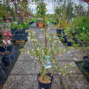 MALUS GOLDEN (1)