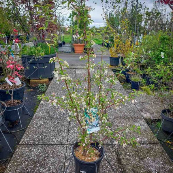MALUS GOLDEN (1)