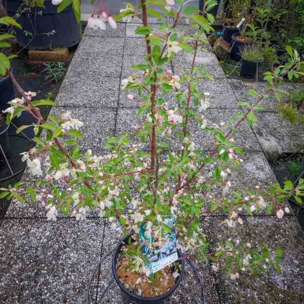 MALUS GOLDEN (2)