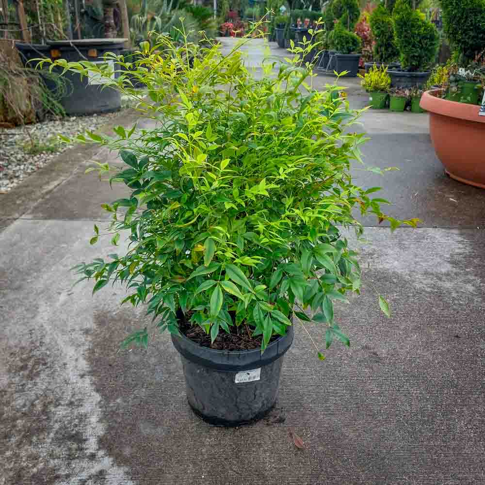 NANDINA LEMON (1)