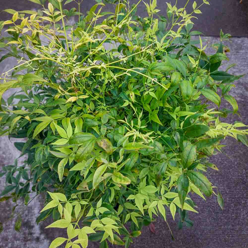 NANDINA LEMON (2)