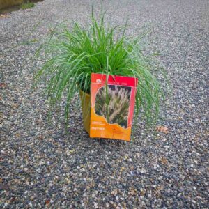 PENNISETUM ALOPECUROIDES (1)