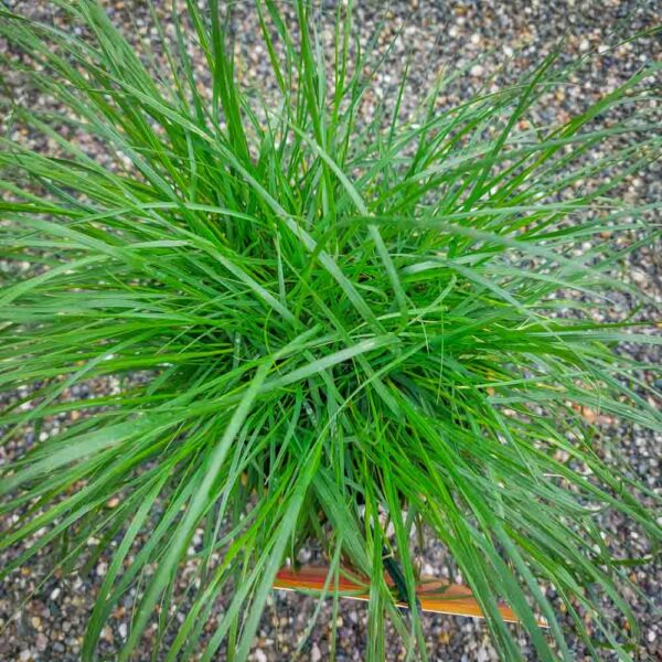 PENNISETUM ALOPECUROIDES (2)