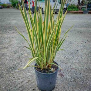 PHORMIUM VARIEGATO (1)
