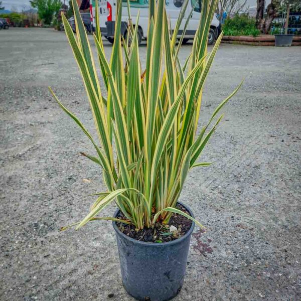 PHORMIUM VARIEGATO (1)