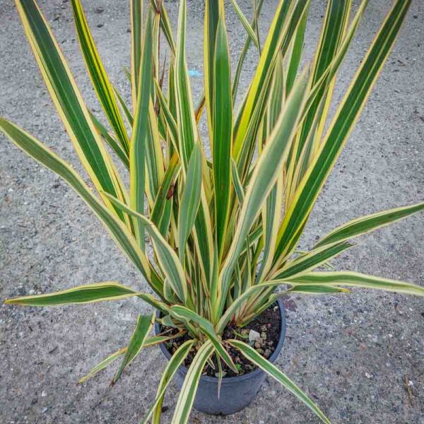 PHORMIUM VARIEGATO (2)