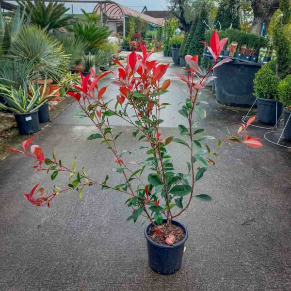 PHOTINIA RED ROBIN (1)