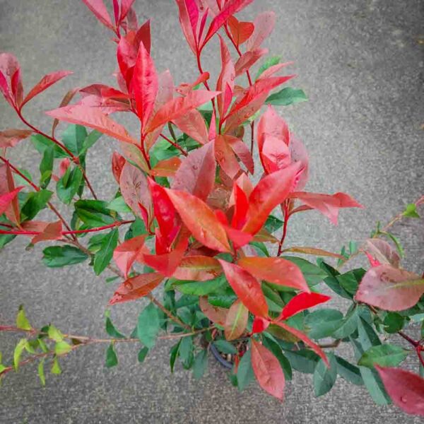PHOTINIA RED ROBIN (2)