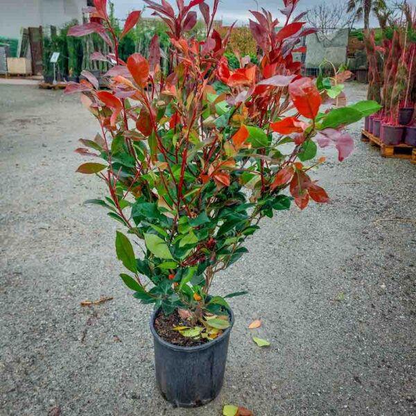 PHOTINIA RED ROBIN VASO 24 (1)