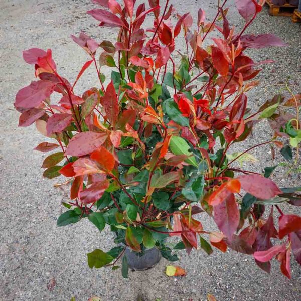PHOTINIA RED ROBIN VASO 24 (2)
