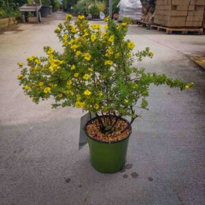 POTENTILLA FRUTICOSA (1)