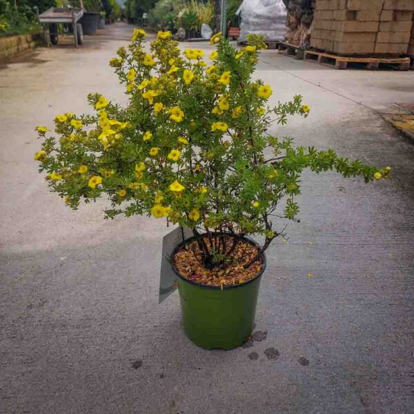 POTENTILLA FRUTICOSA (1)