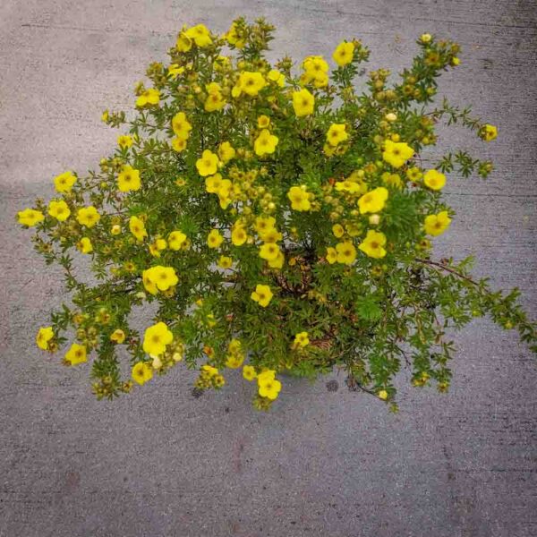 POTENTILLA FRUTICOSA (2)
