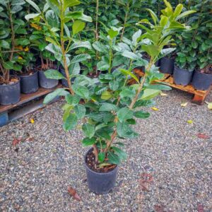 PRUNUS LAUROCERASUS VASO 18 (1)