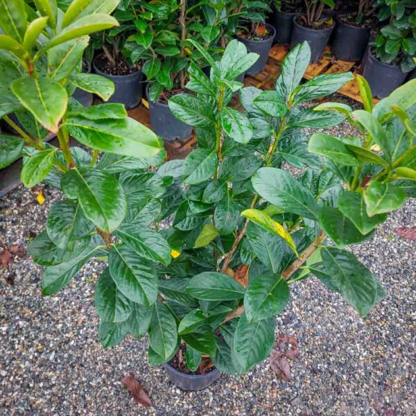 PRUNUS LAUROCERASUS VASO 18 (2)