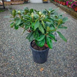 RODODENDRO (1)