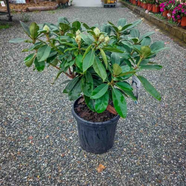 RODODENDRO (1)