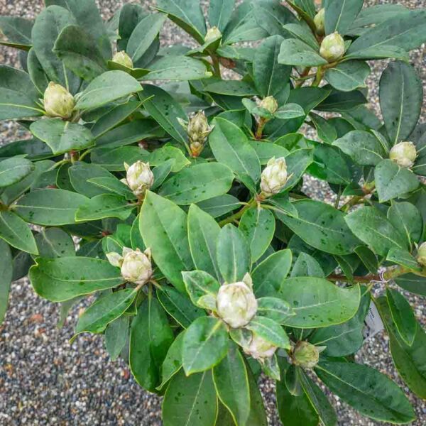 RODODENDRO (2)
