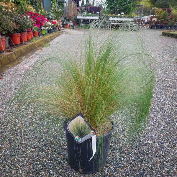 STIPA TENUISSIMA (1)