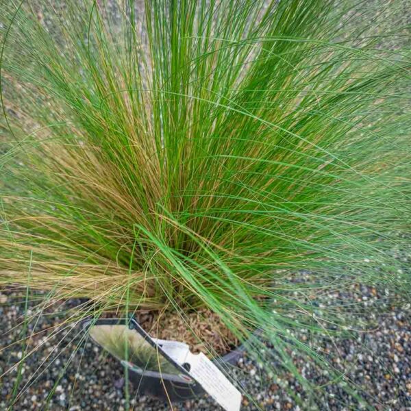 STIPA TENUISSIMA (2)