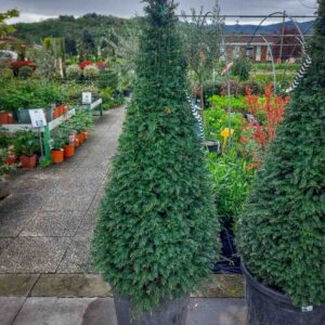 TAXUS BACCATA CONO (1)