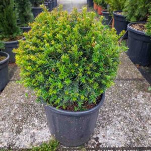 TAXUS BACCATA SFERA (1)