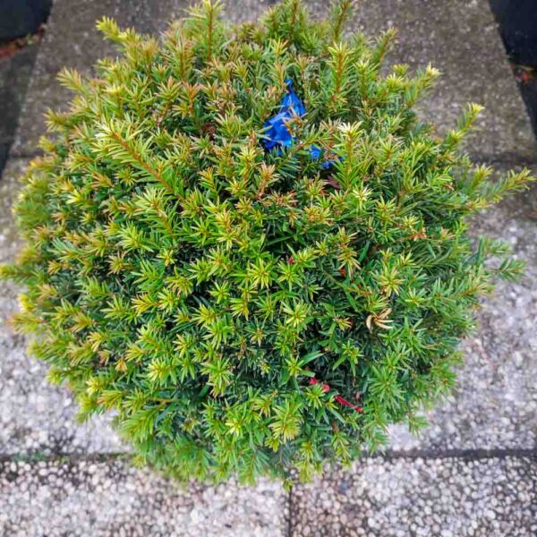 TAXUS BACCATA SFERA (2)