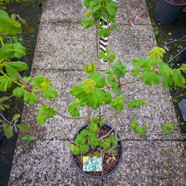 VIBURNUM OPULUS (1)