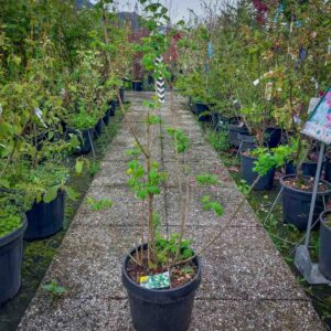 VIBURNUM OPULUS (2)