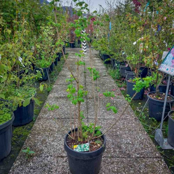 VIBURNUM OPULUS (2)