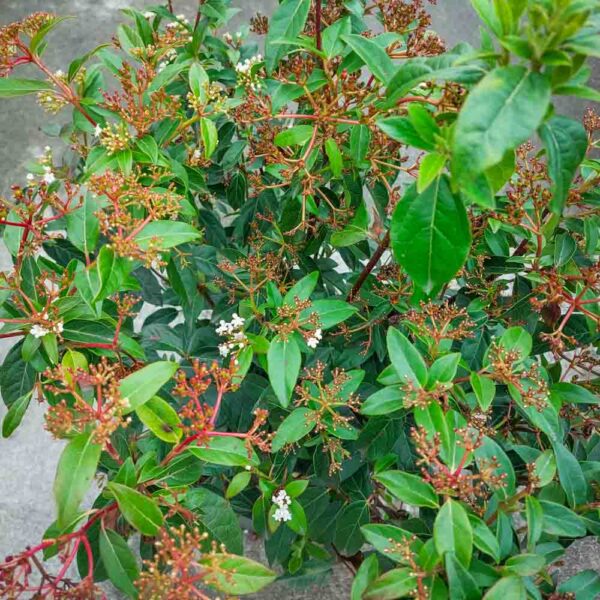 VIBURNUM TINUS (2)
