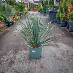 YUCCA ROSTRATA (1)