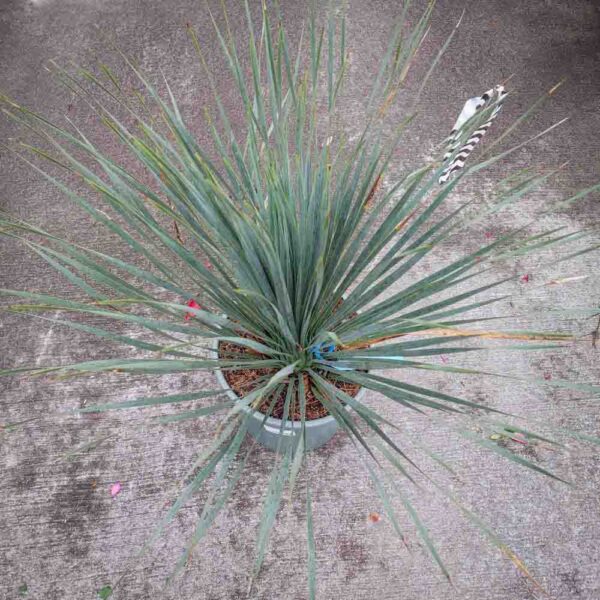 YUCCA ROSTRATA (2)